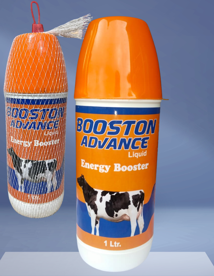 booston