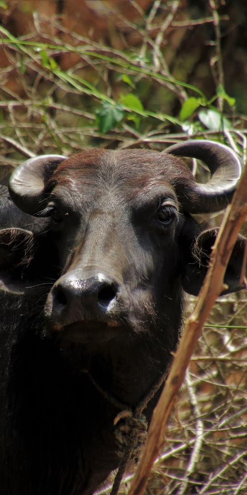 buffalo