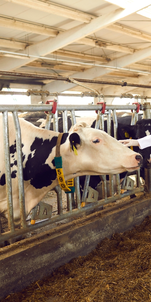 cow